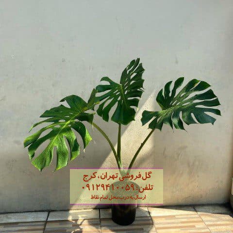 مونسترا برای زیباسازی پاسیو