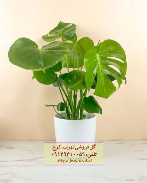 برگ انجیری مناسب برای استفاده در مطب پزشکان