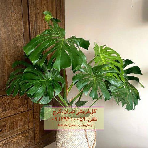 طراحی با برگ انجیری در کافه‌های مدرن