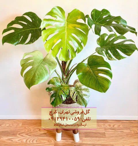 برگ انجیری برای طراحی داخلی آپارتمان