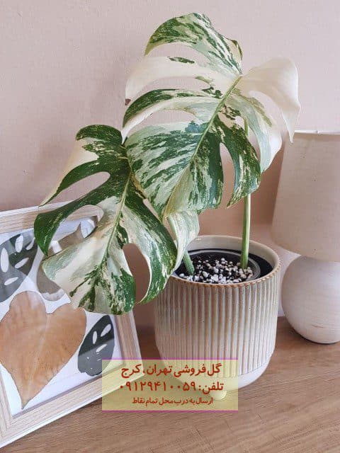 برگ انجیری ابلق برای دکوراسیون مدرن فضاهای اداری