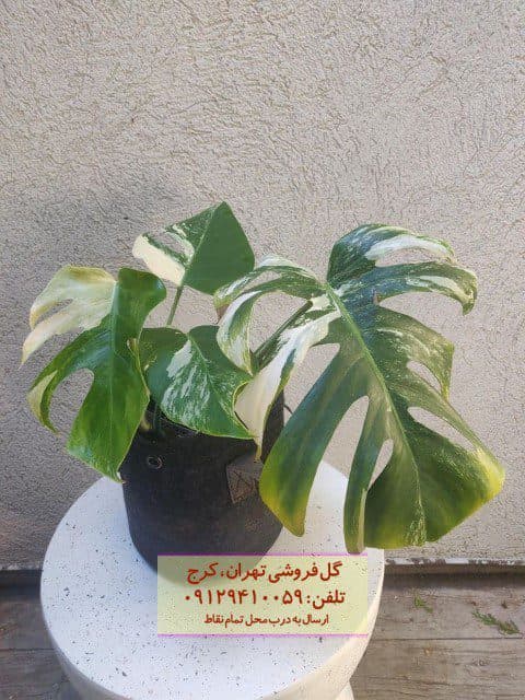 برگ انجیری ابلق برای چیدمان فضاهای سنتی و مدرن