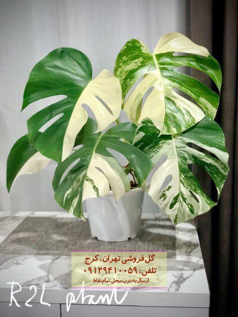 برگ انجیری ابلق مناسب برای فضاهای تفریحی