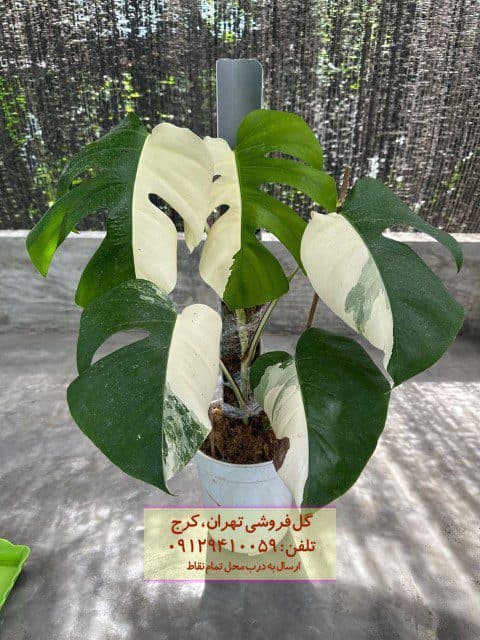 فروش برگ انجیری ابلق برای طراحی بالکن