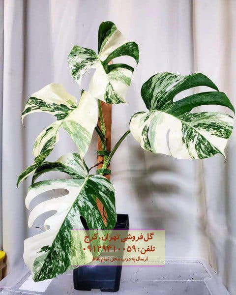 فروش برگ انجیری ابلق برای زیباسازی خانه