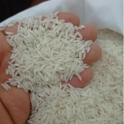 برنج طارم هاشمی معطر صادراتی امساله کشت اول — تصویر ۲