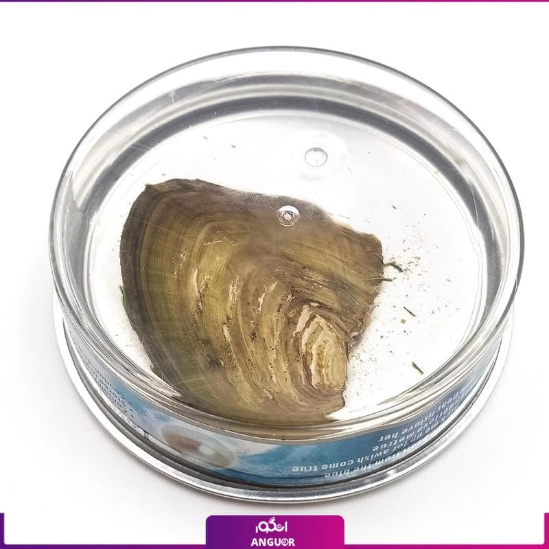 گردنبند مروارید عشق اصل به همراه صدف زنده (وارداتی از ترکیه) — تصویر ۴