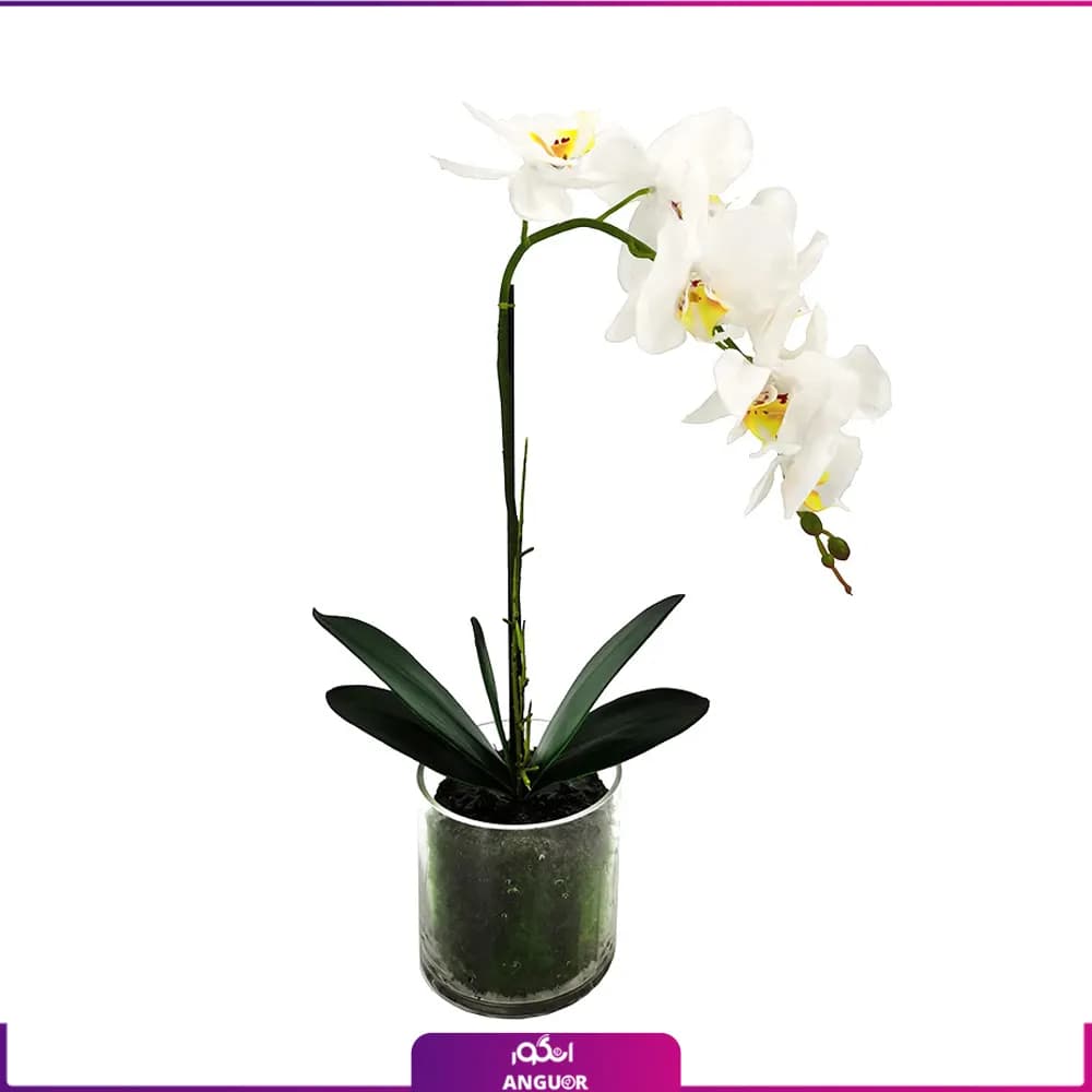 گلدان شیشه‌ای ارکیده سفید