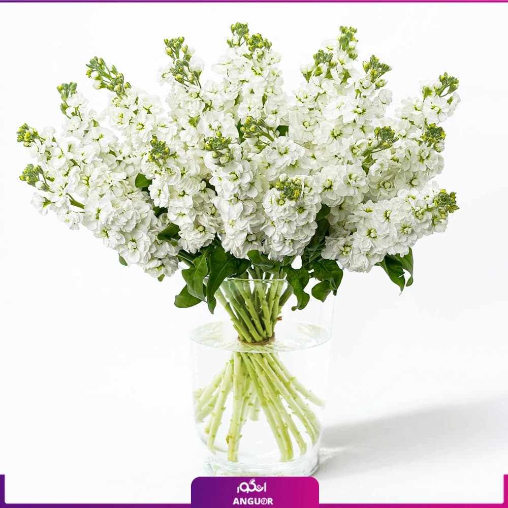 دسته گل شب بو سفید 19 شاخه با گلدان شیشه ای