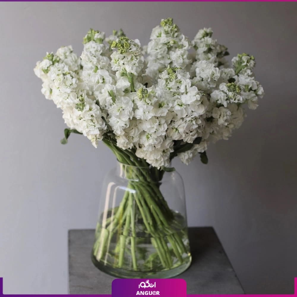 دسته گل شب بو سفید 19 شاخه با گلدان شیشه ای — تصویر ۲