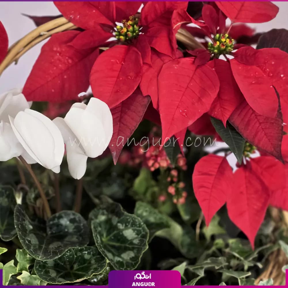 سبد گل هدیه‌ای از طبیعت برای کریسمس — تصویر ۳