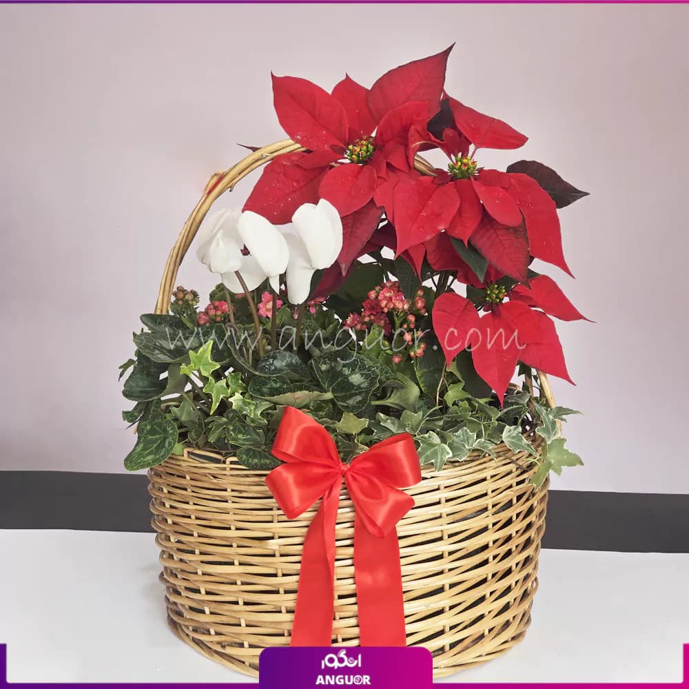 سبد گل هدیه‌ای از طبیعت برای کریسمس