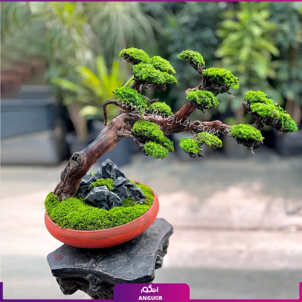 بنسای جاودان ژاپنی