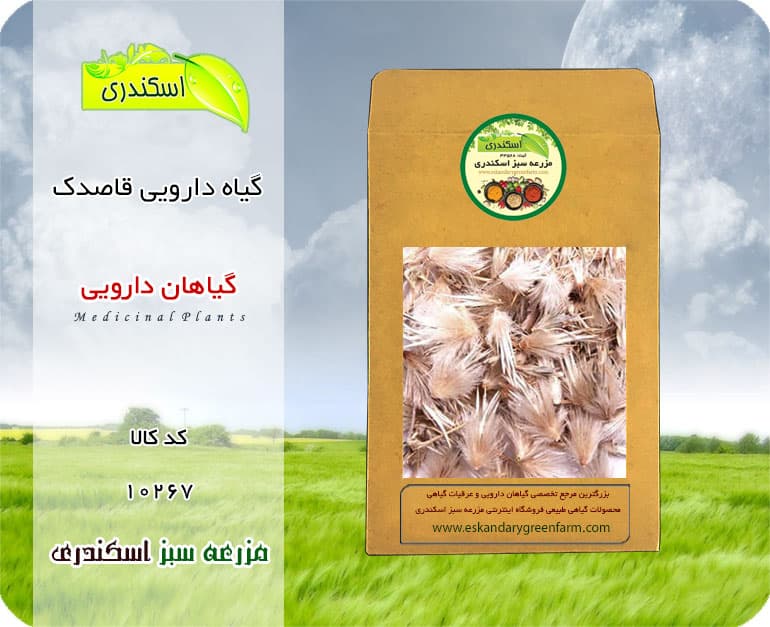 گیاه قاصدک