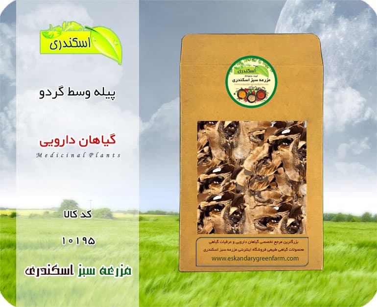 گیاه پیله وسط گردو