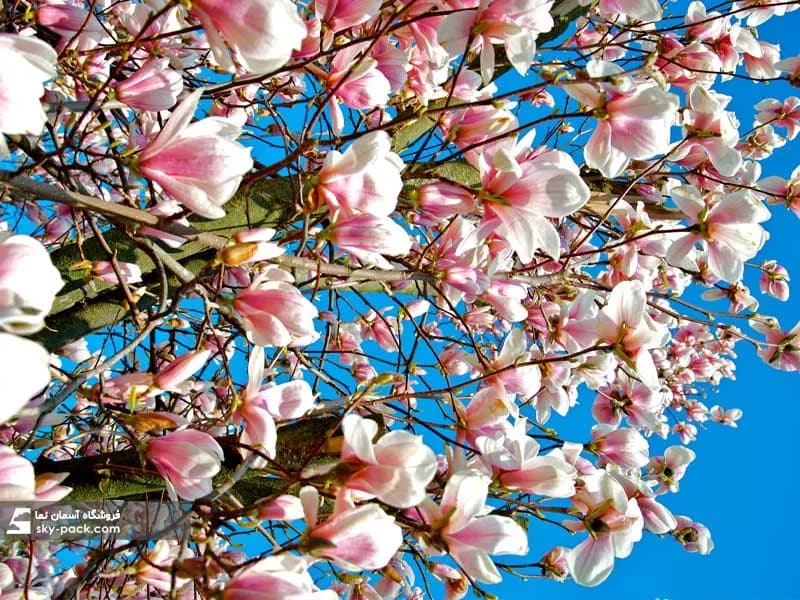 آسمان مجازی طرح مگنولیا — تصویر ۲
