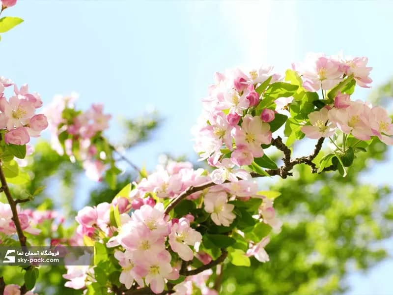 آسمان مجازی طرح شکوفه های سفید و پس زمینه ماکرو — تصویر ۲