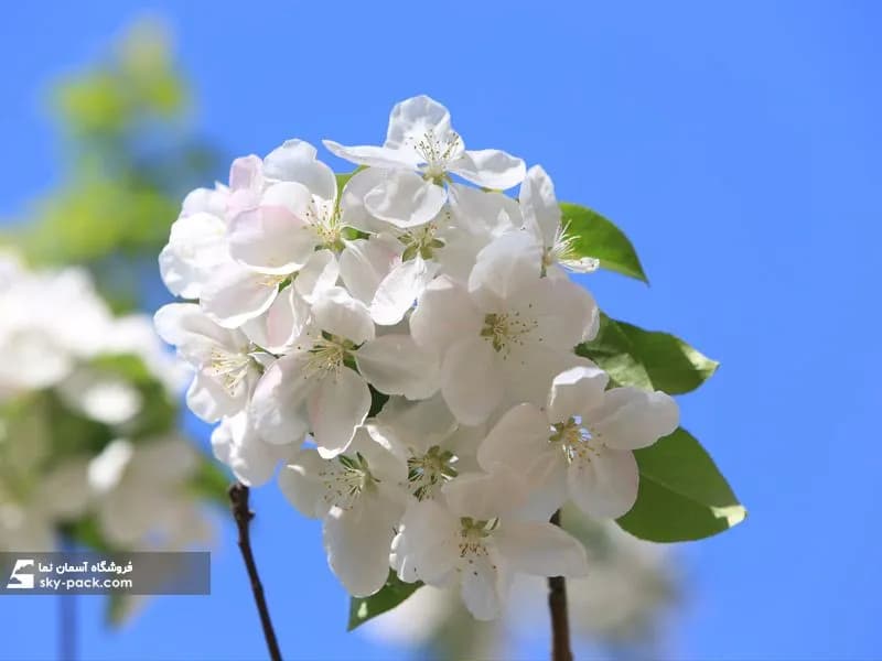 آسمان مجازی طرح شکوفه بهاری — تصویر ۲
