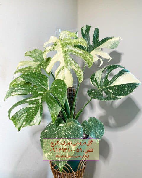 برگ انجیری ابلق مناسب برای طراحی فضای آپارتمانی