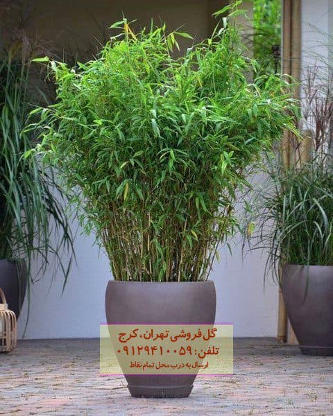 بامبو چتری برای زیباسازی ورودی ساختمان