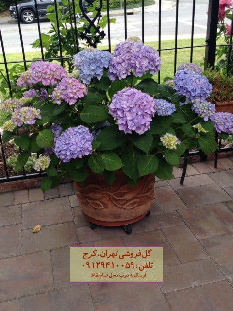 گیاه ادریسی ماکروفیلا مناسب برای فضای بالکن