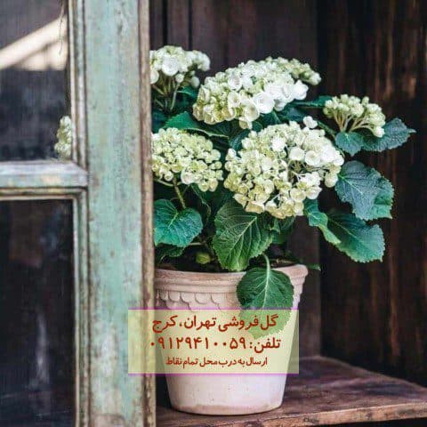 ادریسی ماکروفیلا برای لابی مجتمع