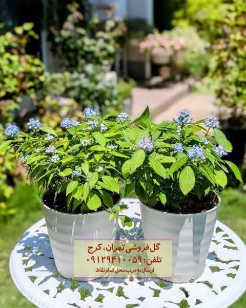 فروش ادریسی ماکروفیلا برای تزیین پاسیو