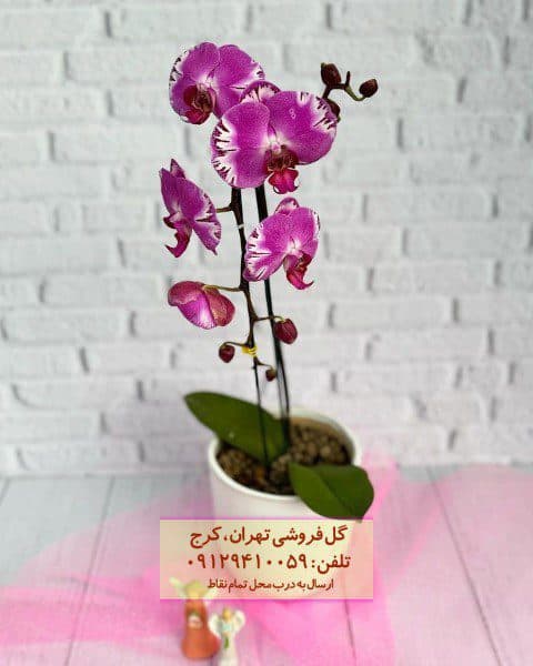 بابا آدم مناسب برای زیباسازی دیوارهای باغ