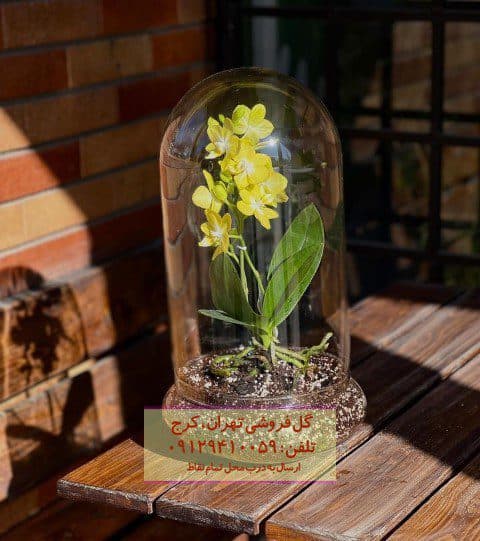 گیاه ارکیده فالانوپسیس برای لابی ساختمان