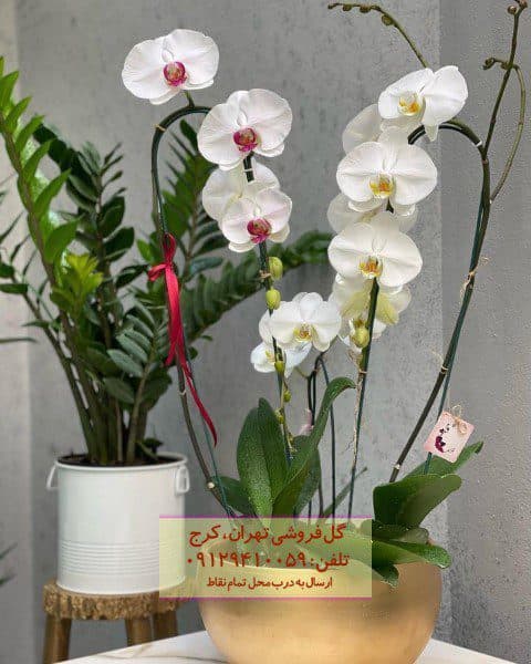 ارکیده فالانوپسیس برای فضای باز باغچه