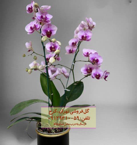 ارکیده فالانوپسیس برای دکوراسیون داخلی منزل