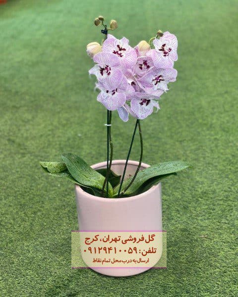 فروش ارکیده فالانوپسیس برای دفتر خدمات مشاوره