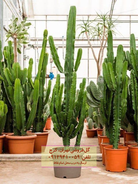 افوربیا درخت مدادی مناسب برای دیزاین باغ رستوران