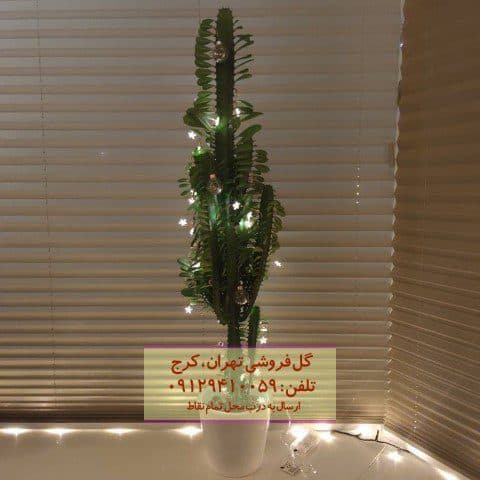افوربیا درخت مدادی برای تزئین دیوارهای چوبی