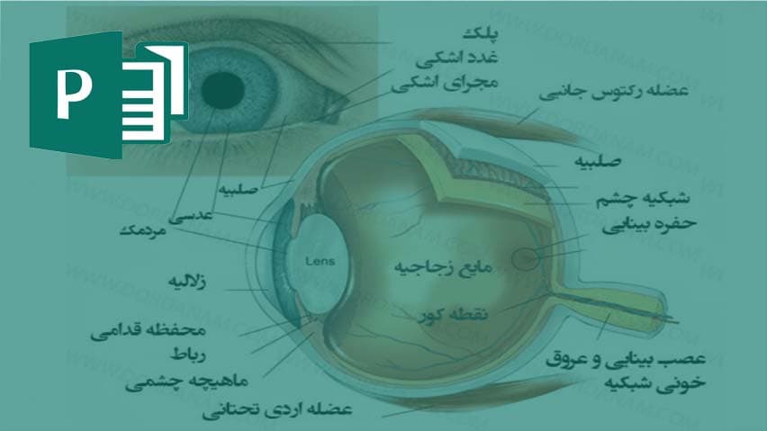 و دانلود بروشور چشم و ساختمان چشم