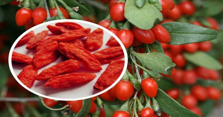 گوجی بری 100 گرمی — تصویر ۴