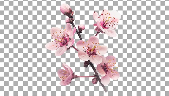 تصویر PNG شکوفه درخت گیلاس و شاخه درخت