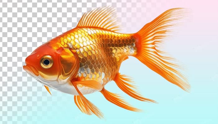 تصویر PNG کلوزآپ ماهی عید و نوروز