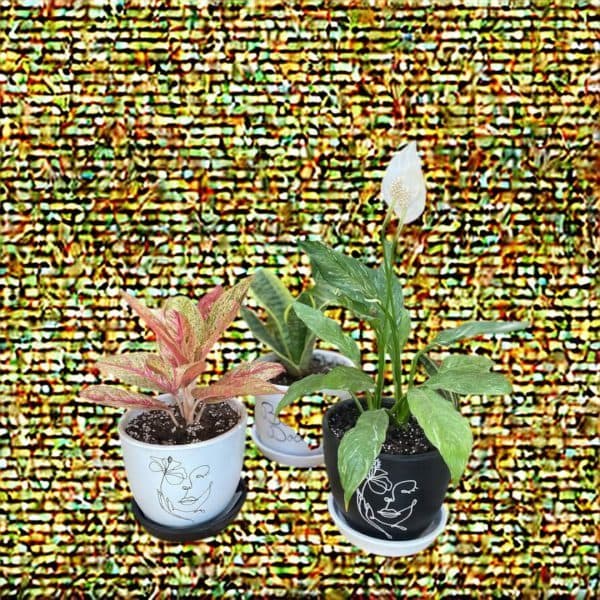 گل برای بازی سلطان حکم
