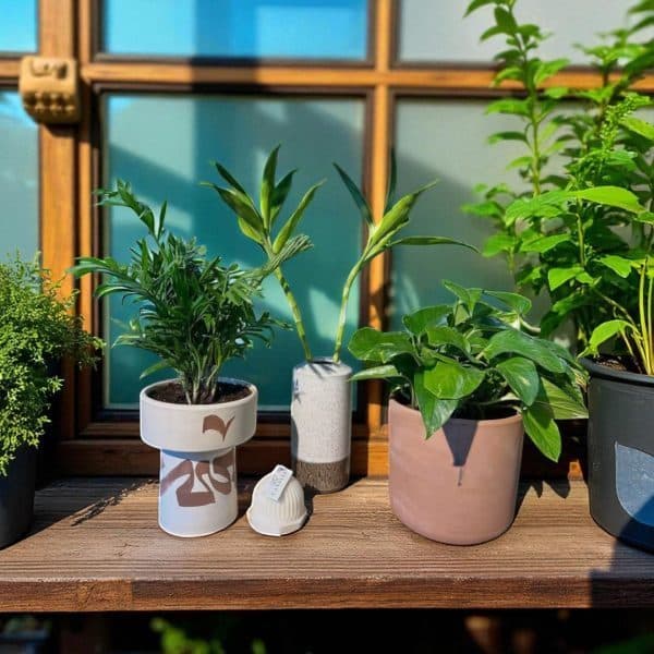 گل برای قرار دوم
