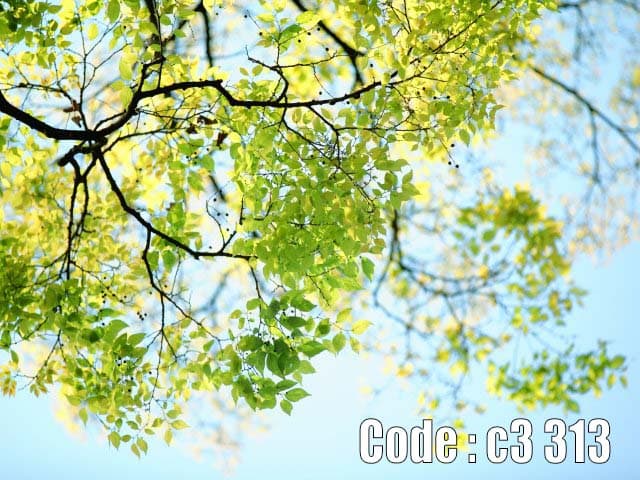 پوستر دیواری طرح برگ‌های سبز و آسمان