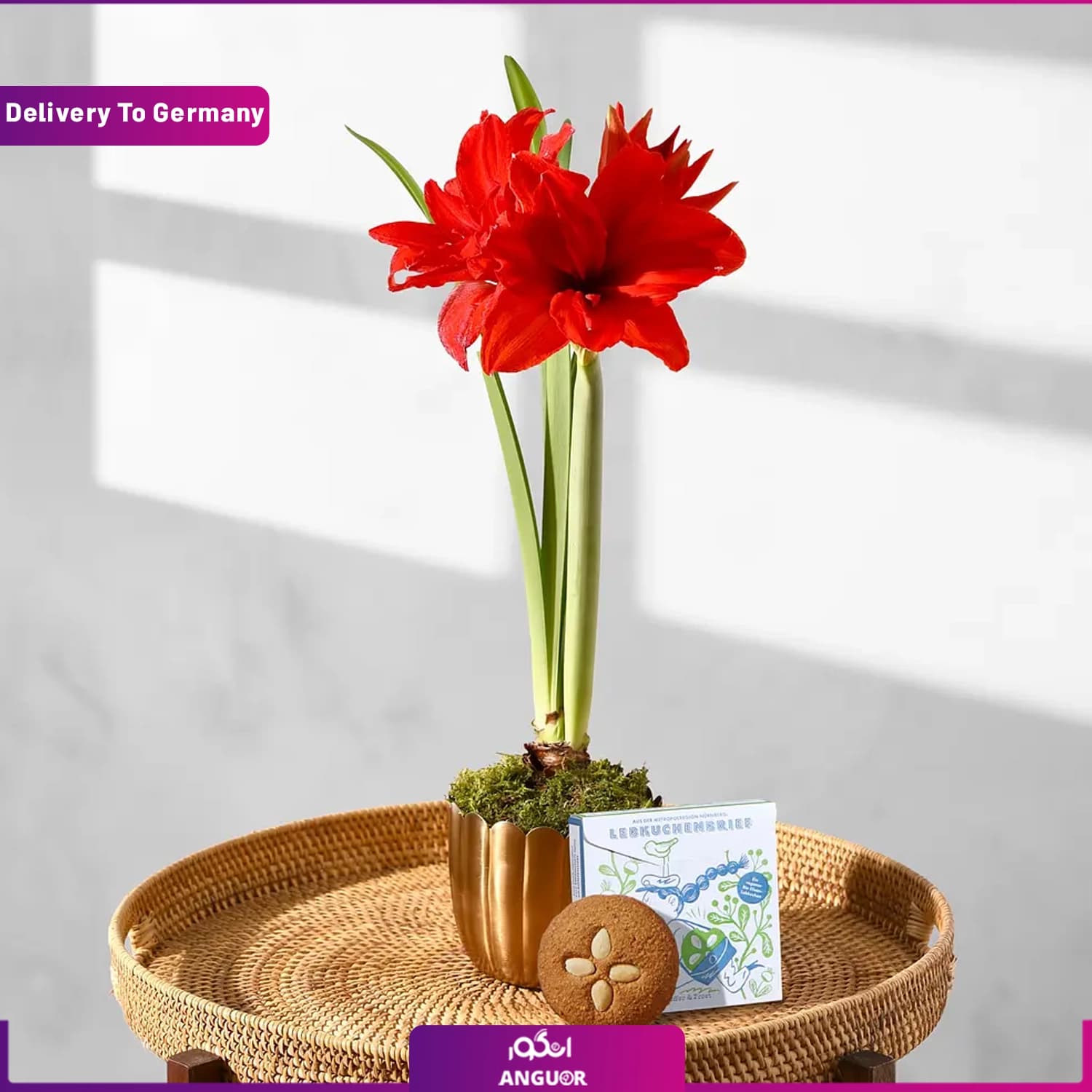 گیاه آماریلیس قرمز با گلدان طلایی (تحویل در آلمان)