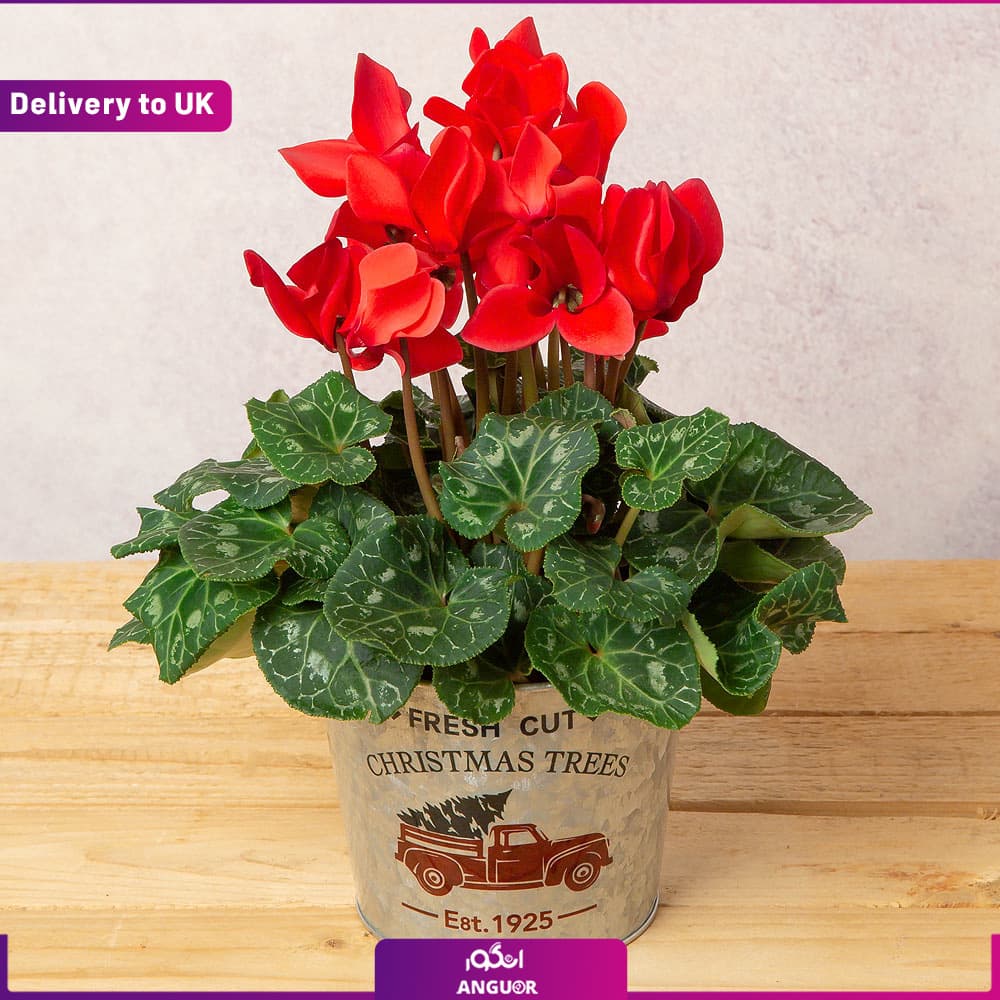 گلدان سیکلامن به رنگ قرمز (Delivery to UK)