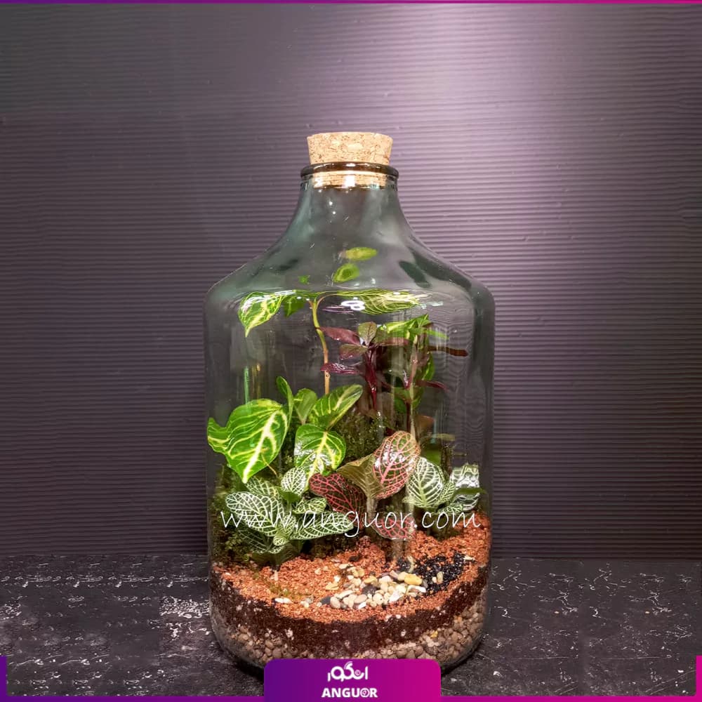 تراریوم شیشه ای به همراه چوب پنبه