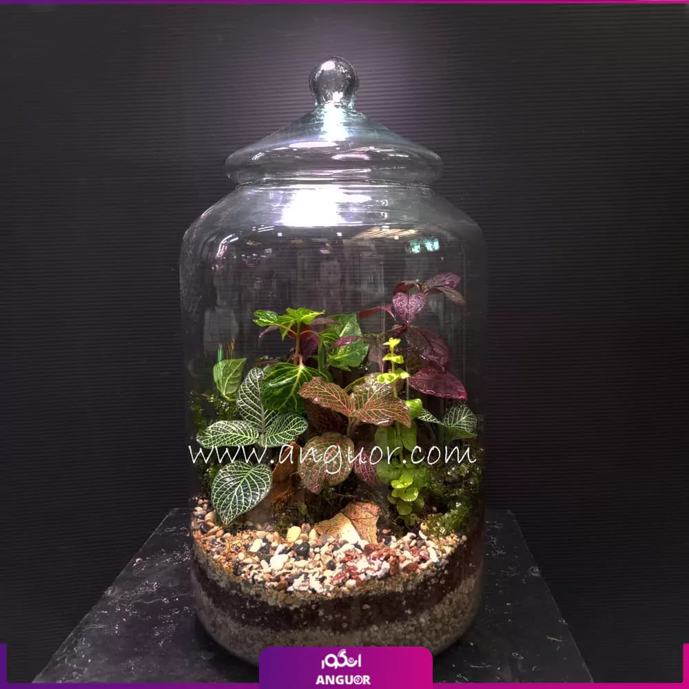 تراریوم درب دار شیشه ای