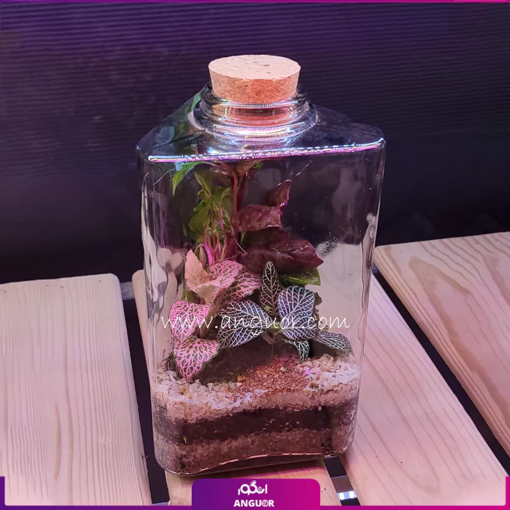 تراریوم طرح مثلثی — تصویر ۲