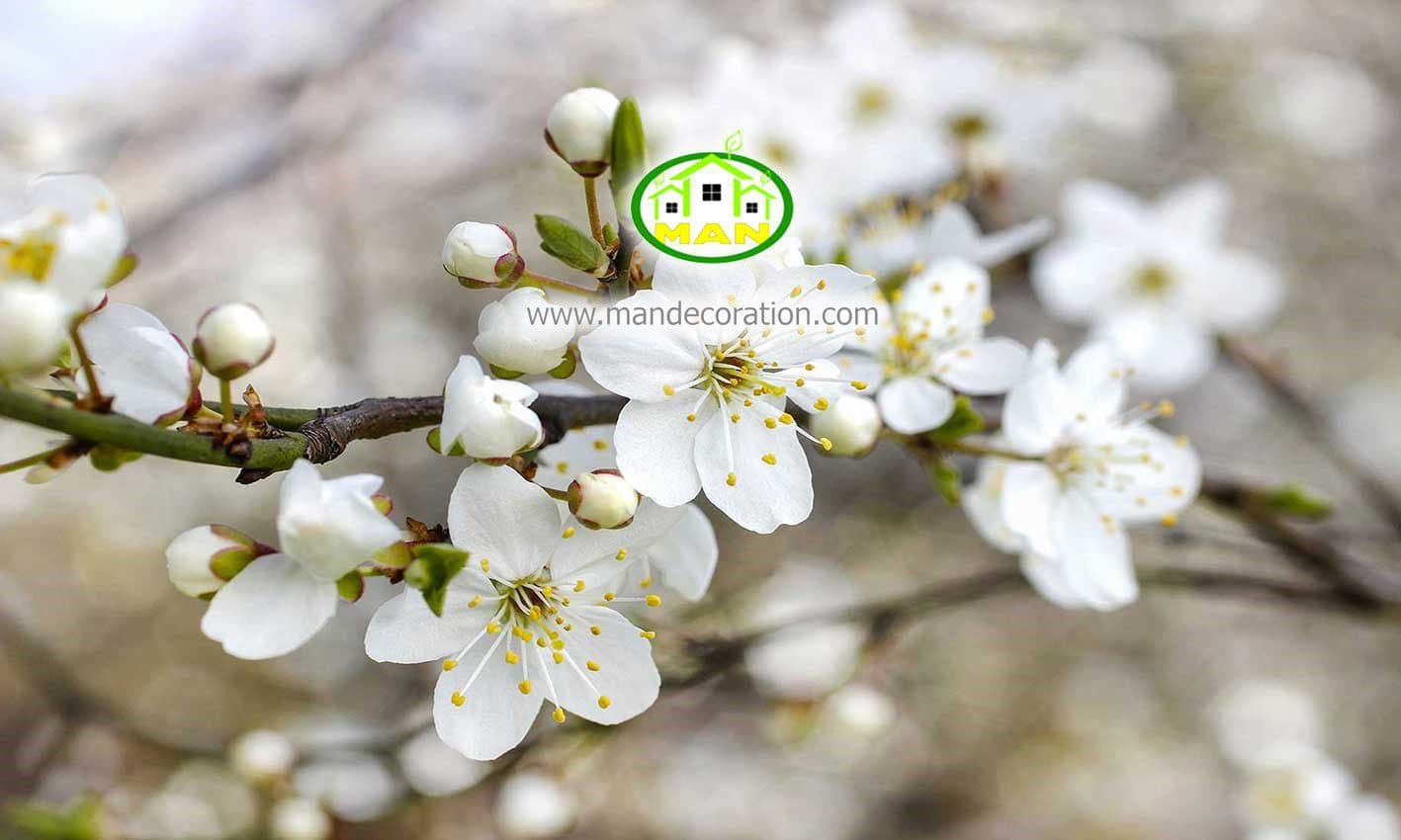 پوستردیواری شکوفه سفید کد 12603
