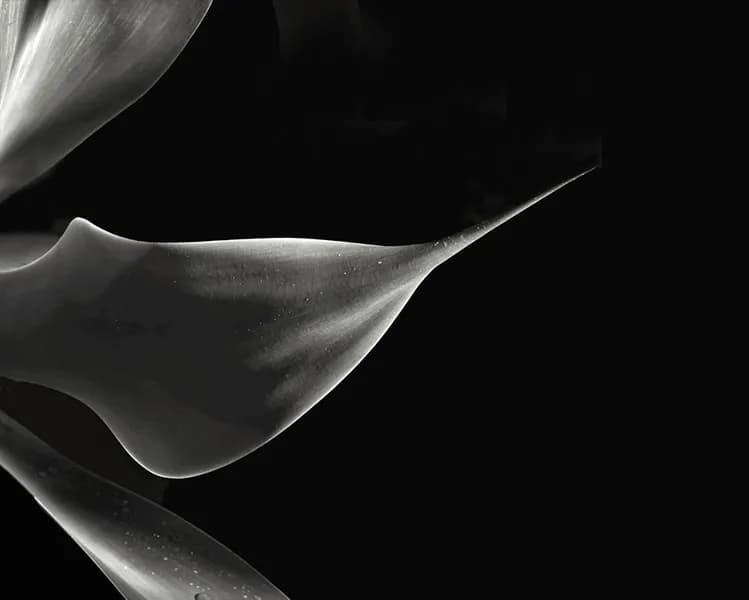 پوستر دیواری طرح گل مدرن اروپایی