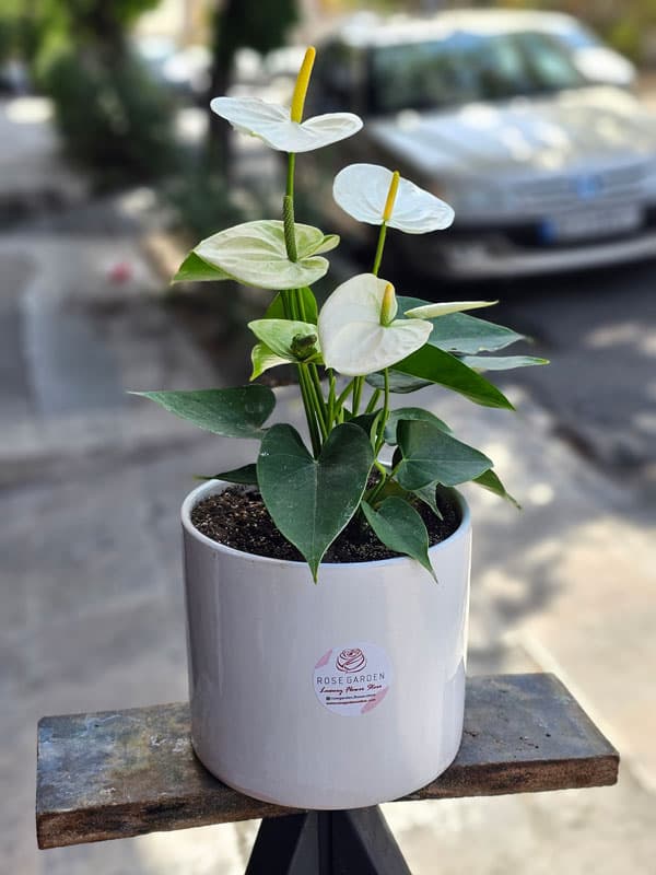 گلدان آنتریوم سفید کد 731 – گل فروشی آنلاین رزگاردن