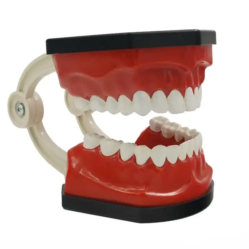 مولاژ آموزشی مدل دندان انسان سری کامل بزرگسال کد Dental_3X — تصویر ۳